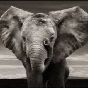 Meet your Posher, Elpida